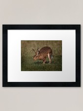 Listing image for Hare On The Hop Framed Art Print Framed Wall Art Poster Canvas Print Picture